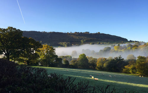 Scenic view of landscape against clear blue sky