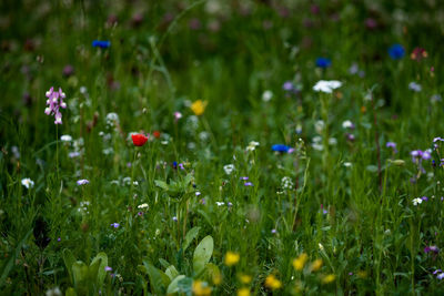 Flowers blooming in field