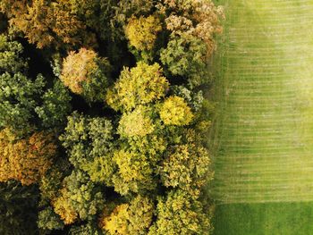 High angle view of plants