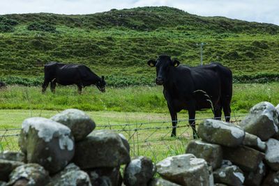 Cows on field against sky