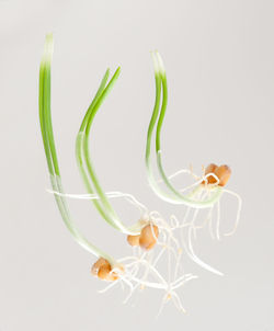 Close-up of flowers over white background