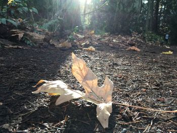 Close-up of autumn leaves on field in forest