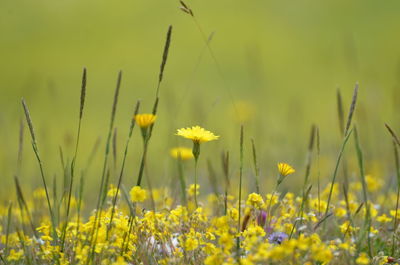 Close-up of yellow flowering plants on field