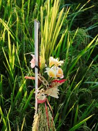 Close-up of flowers growing in grass