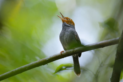 Low angle view of bird perching on branch