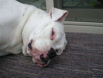 Close-up of white dog