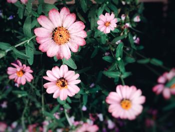 High angle view of cosmos flowers blooming outdoors