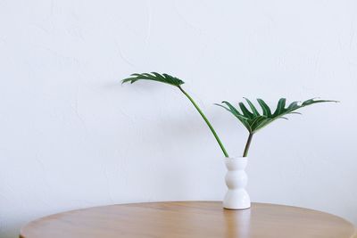 Potted plant on table