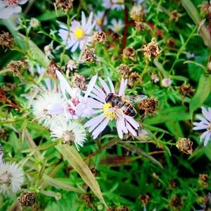 High angle view of bee on flower