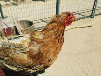 Close-up of rooster