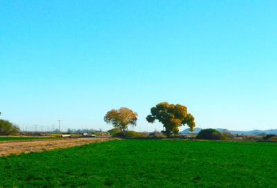 Trees on field against clear sky