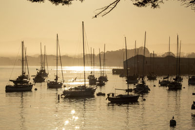 Sailboats in marina at sunset
