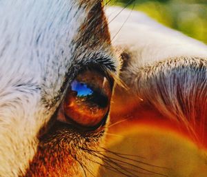 Close-up of dog eye