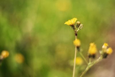 Close-up of yellow flower against blurred background