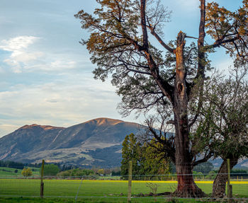 Tree on field against sky