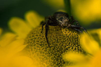 Close-up of bee pollinating on flower