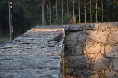 Close-up of bird