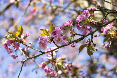 Low angle view of cherry blossoms in spring