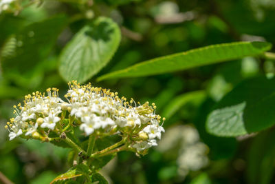 Close-up of white flowering plant