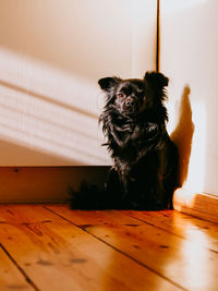 Portrait of dog sitting on wooden floor