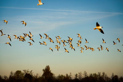 Blackhead gulls 