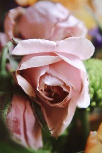 Close-up of pink rose