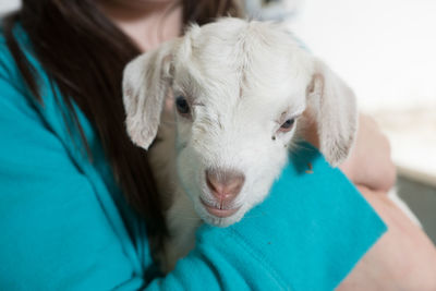 Close-up of kid goat