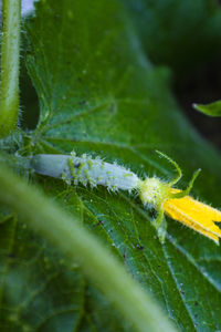 Close-up of insect on plant