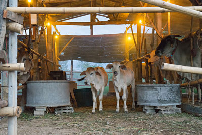 Cows standing in a shed