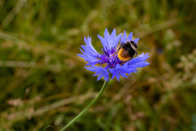 Close-up of bee pollinating on purple flower