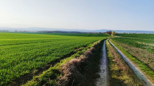 Scenic view of agricultural field against sky