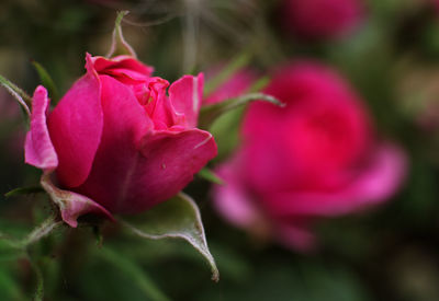 Close-up of pink rose blooming outdoors