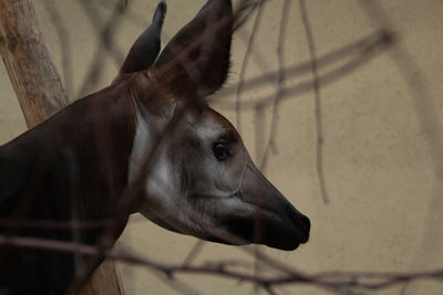 Close-up of horse in stable