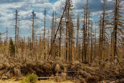 Trees growing on field against sky