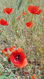 Close-up of red poppy flower on field