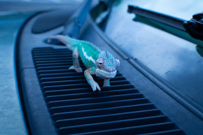 Close-up of chameleon on car