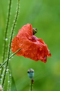 Close-up of raindrops on red leaf