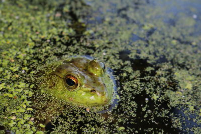 Close-up of turtle in water