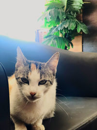 Close-up portrait of a cat