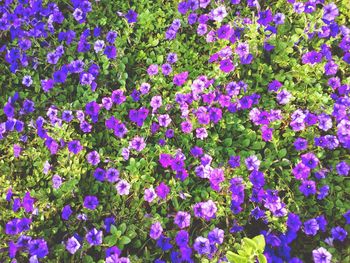 High angle view of purple flowering plants on field