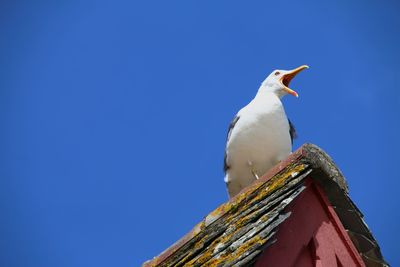 Low angle view of seagull perching on roof against clear sky