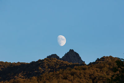 Low angle view of trees against clear blue sky