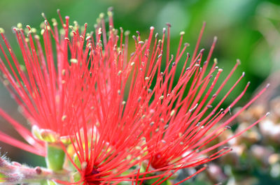 Close-up of red flowering plant