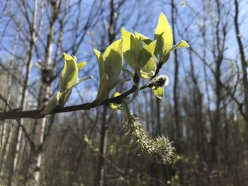 Low angle view of tree branch