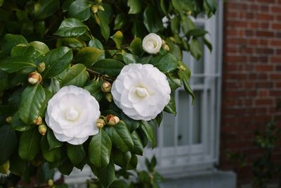 Close-up of white flowering plant