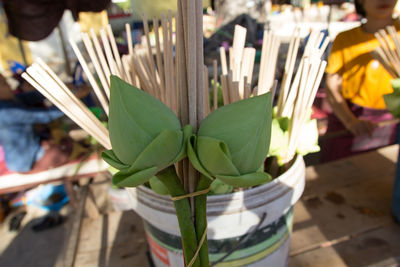 Close-up of plants growing on table