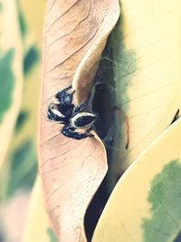 Close-up of bee on leaf