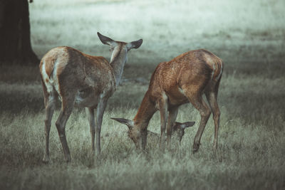 Deer in a field