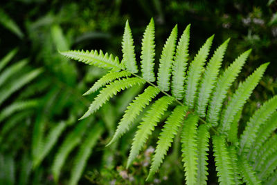 Close-up of fern growing in forest