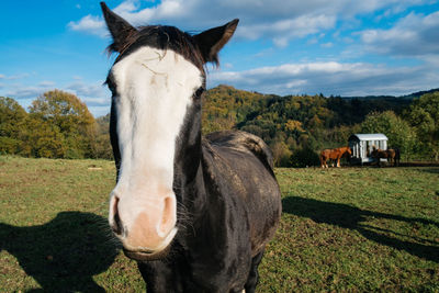 Close-up of horse on field against sky